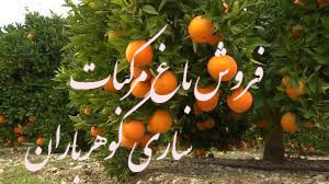 ۶۳-فروش باغ مرکبات ساری
